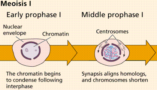 steps of meiosis. two chromatids