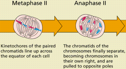 steps of meiosis. move to opposite ends of