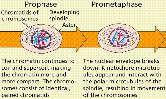 cell cycle mitosis. Mitosis 2