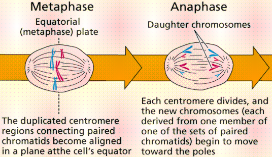 chromosomes in animal cell. Cell Reproduction