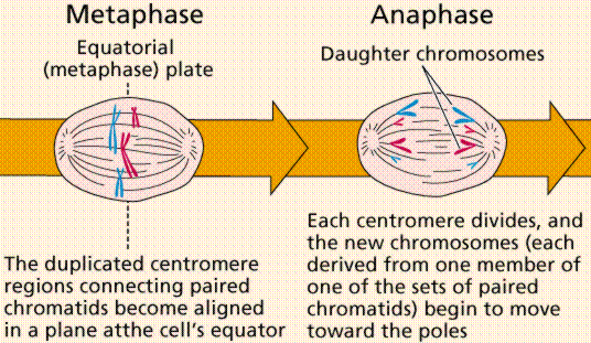 Chromatids Separate
